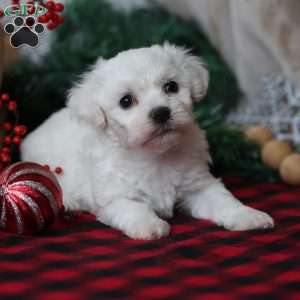 Twinkle, Bichon Frise Puppy